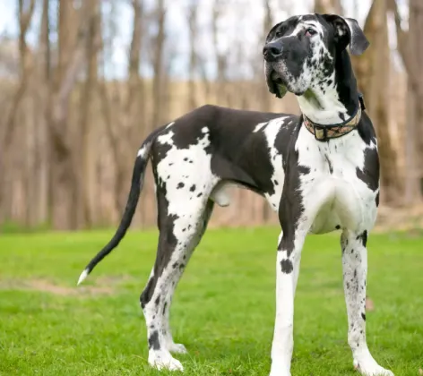 Large great dane standing on grass lawn with trees in the background
